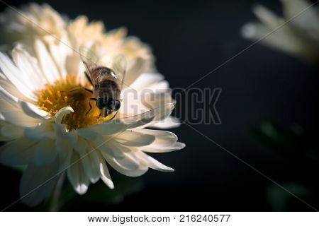 Bee sitting on a Chrysanthemum before sunset