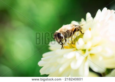 Honey Bee feeding on a white Chrysanthemum