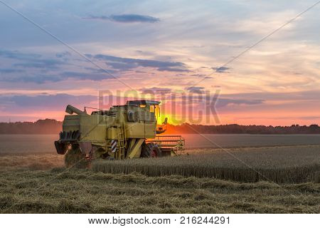 Combine Hervester At Sunset Works A Cornfield