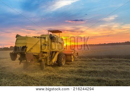 Combine Hervester At Sunset Works A Cornfield