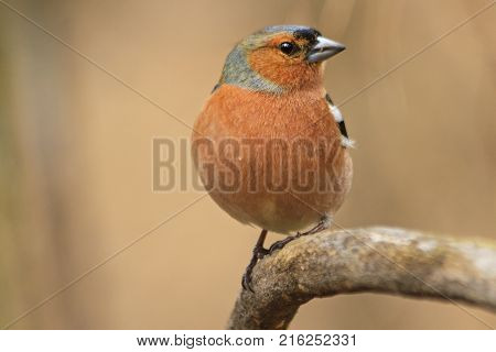 Finch rounded on branch, winter, wildlife birds
