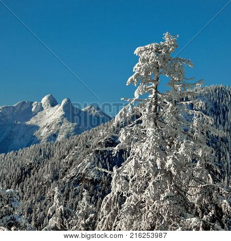 View at Lions Peaks from Grouse Mountain, Snowy winter forest in the mountain, blue sky,  Lions Peaks, snow-capped mountain peaks  and trees on the slopes.