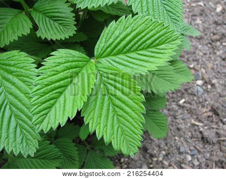 Fragaria moschata plant leaves in a garden