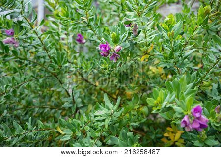leaves and flower of polygala myrtifolia grandiflora polygalaceae from south africa