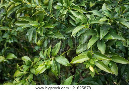 leaves of fortunella margarita rutaceae from south china
