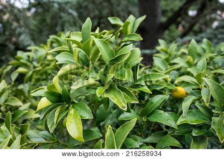 leaves of fortunella margarita rutaceae from south china