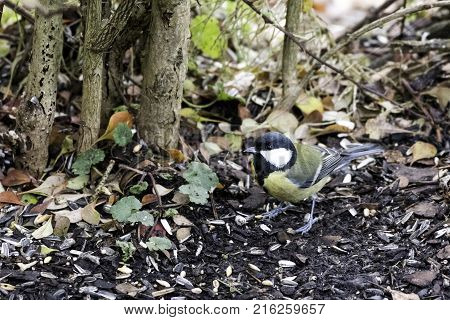 a small bird in the winter Garden