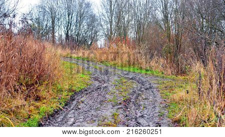 Road in park at autumn at cloud day, Russia.