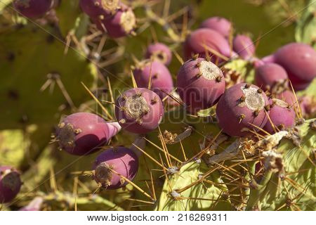 Flora Of Gran Canaria