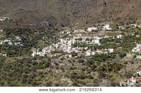 Flora Of Gran Canaria