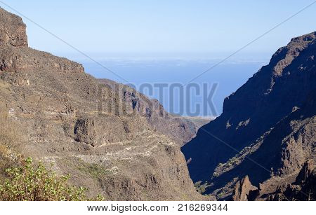 Flora Of Gran Canaria
