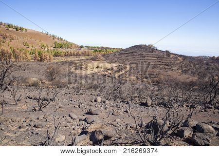 Flora Of Gran Canaria