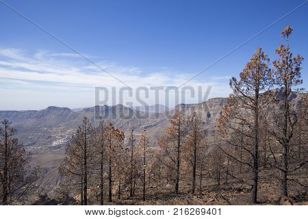 Flora Of Gran Canaria