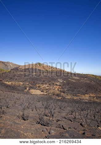 Flora Of Gran Canaria