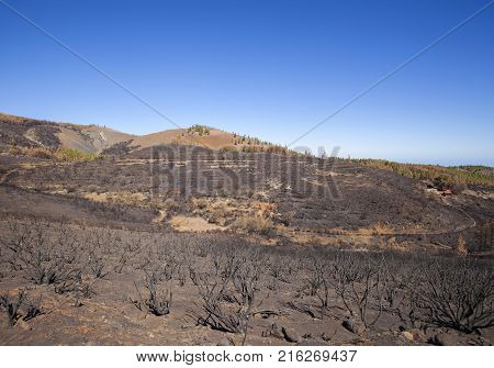 Flora Of Gran Canaria