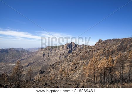 Flora Of Gran Canaria