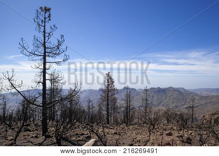 Flora Of Gran Canaria