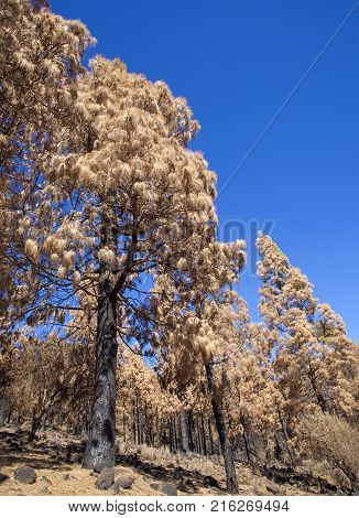 Flora Of Gran Canaria