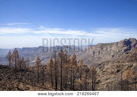 Flora Of Gran Canaria