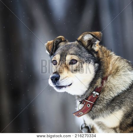 portrait of a cute funny dog sitting in the yard and protects the house during the snow in the winter