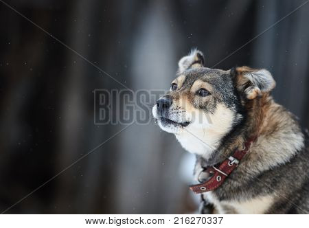 portrait of a cute funny dog sitting in the yard and protects the house during the snow in the winter