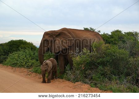Elephant with his baby released in Kruger Park in South África