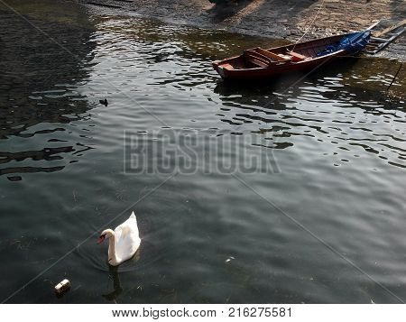 Swan and boat on the long lake of Arona