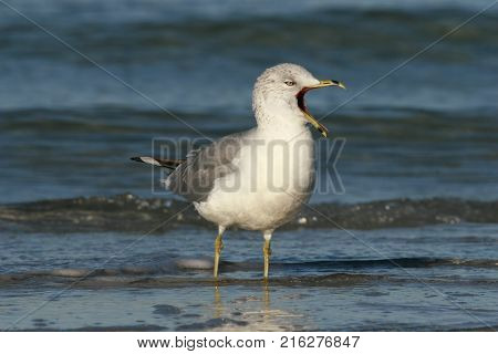 A Ring-Billed Gull, Larus delawarensis calling in shallow water along  a beach in Florida
