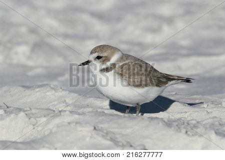 A Snowy Plover, Charadrius nivosus on the white sand of Siesta Key, Florida