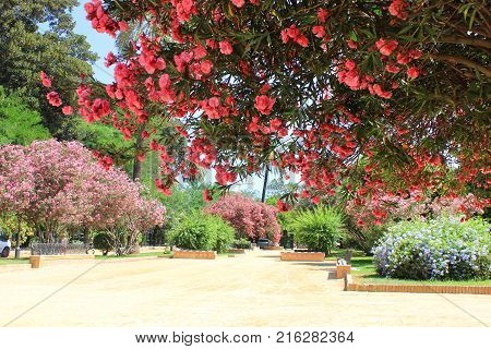Blossom Azalea Pink Flowers Bush Close Up View at Alcazar Garden Outdoor Park in Seville, Andalusia, Spain. Jardines de Murillo Beautiful Summer Sunny Scene with Colorful Trees, Plants and Empty Alley