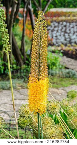 Foxtail Lily Yellow Flower, Eremurus Robustus Close Up