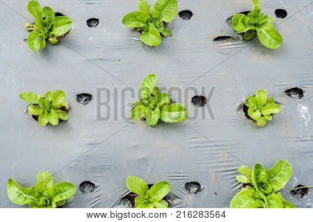 Hydroponic Organic Vegetable Plots Cultivation Farm