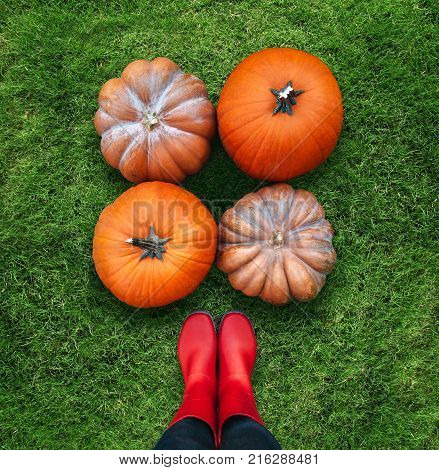 Three orange pumpkins harvested by a woman worker are lying on green grass flat lay. We look from the woman s view point. Woman wears red rubber boots