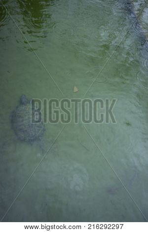 turtle in pond swimming under water top view