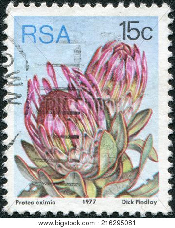 SOUTH AFRICA - CIRCA 1977: A stamp printed in South Africa (RSA), a flower bush Protea eximia, circa 1977