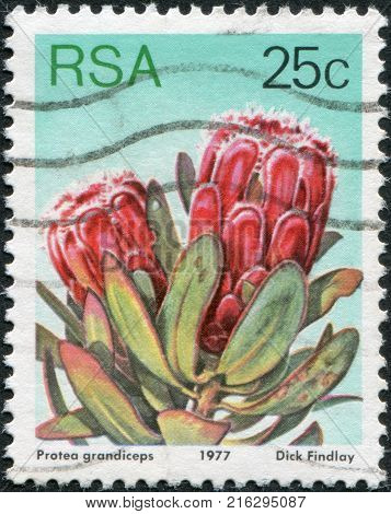 SOUTH AFRICA - CIRCA 1977: A stamp printed in South Africa (RSA), a flower bush Protea grandiceps, circa 1977