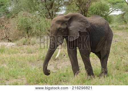 Closeup of African Elephant (scientific name: Loxodonta africana, or 