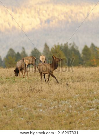 Herd of female Elk cows (Cervus Canadensis) in farmland in Washington