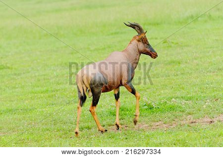 Closeup of Topi (scientific name: Damaliscus lunatus jimela or 
