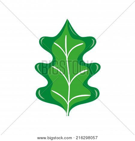 colorful tropical kale leal natural plant vector illustration