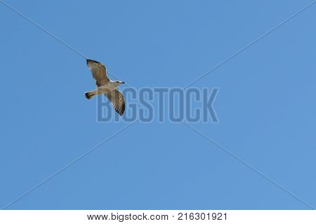 caspian gull in flight in the clear blue sky Larus cachinnans in left side of frame