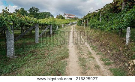 Pilgrim trail between Pontevedra and Caldas de Reis on the Camino de Santiago trail, Galicia, Spain