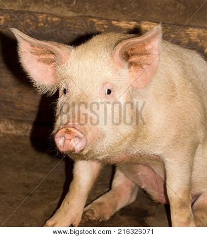 portrait of a pig farm . In the park in nature