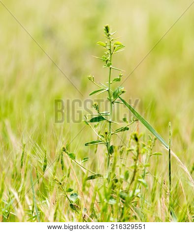 green camel-thorn in a park on the nature .