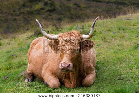 Scottisch Highland cow posing for the photographer