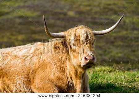 Scottisch Highland cow posing for the photographer