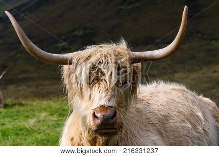 Scottisch Highland cow posing for the photographer