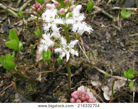 Flowering menyanthes trifoliata plant in a garden