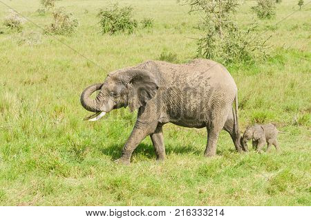  African Elephant with baby (scientific name: Loxodonta africana, or 