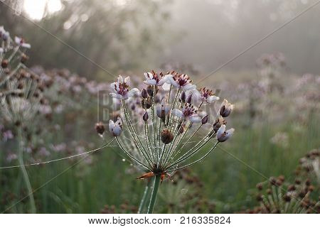 Foggy sunrise on a Irtysh river with Butomus umbellatus and spider webs